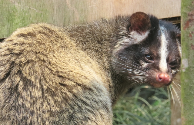 このメディアは、ハクビシンの被害に悩む人々が効果的な対策を学び、安心して暮らせるようになることを目指しています。